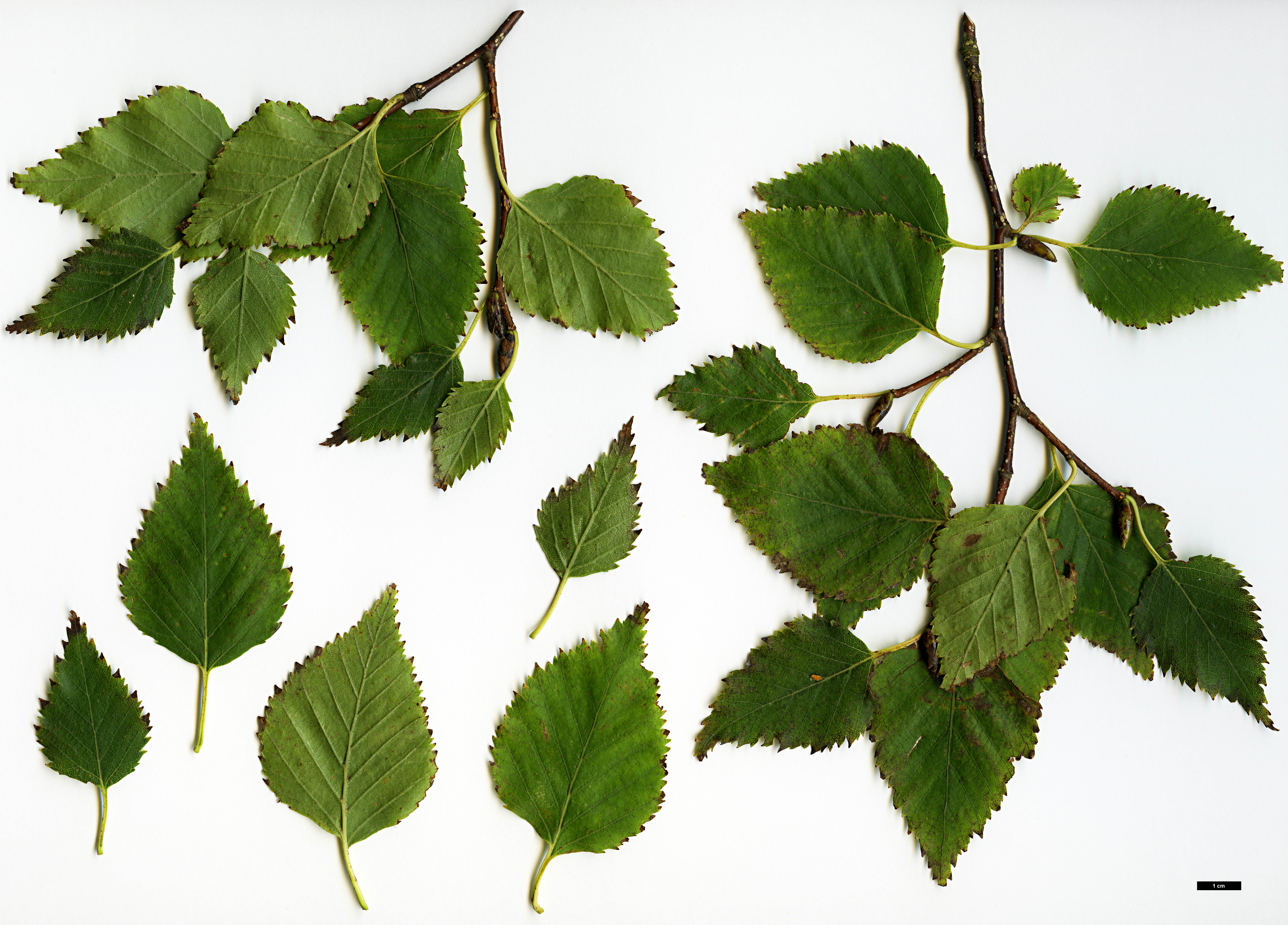 High resolution image: Family: Betulaceae - Genus: Betula - Taxon: ermanii - SpeciesSub: var. ermanii